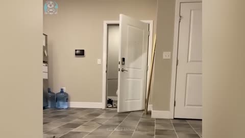 Самые смешные животные 😂 Приколы с котами и со