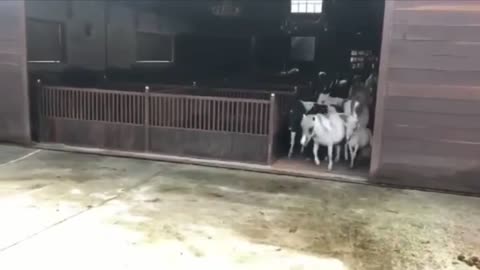 Funny and Cute Horse Videos Compilation cute moment of the horses- Cutest Horse #5-8