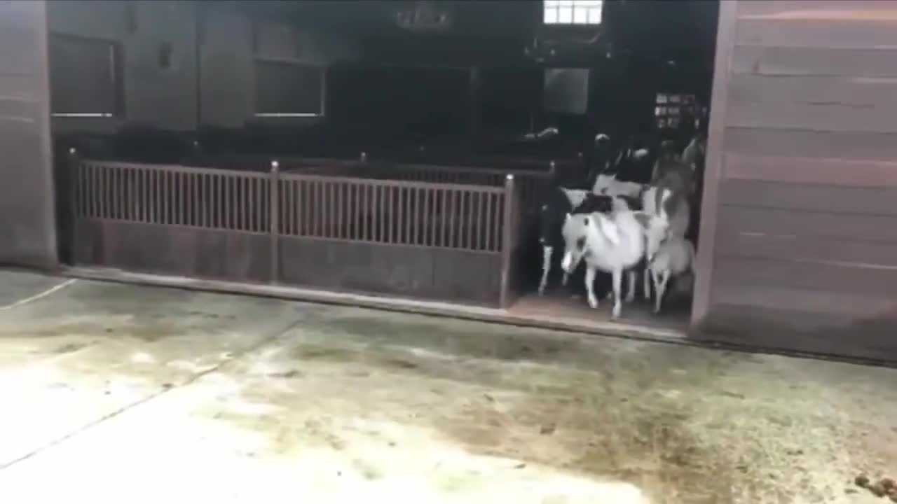 Funny and Cute Horse Videos Compilation cute moment of the horses- Cutest Horse #5-8