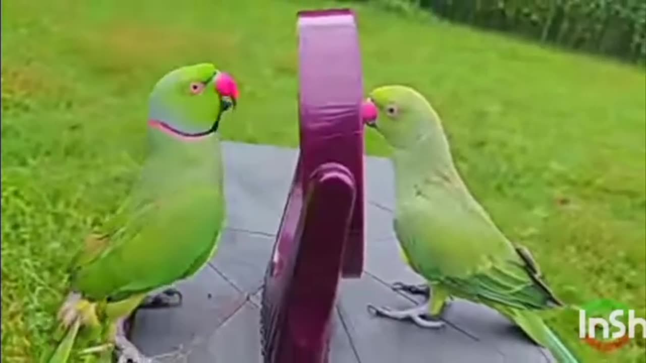 Lovely Parrots