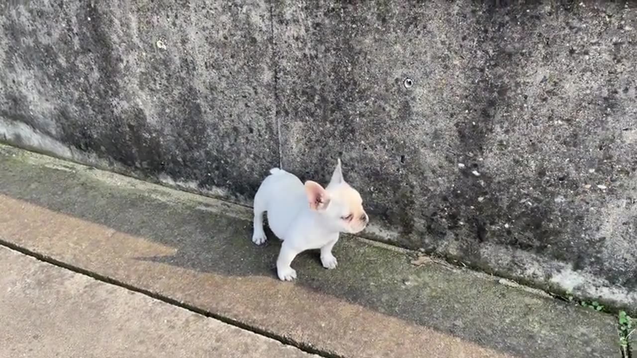 Curiosity Baby Bulldog