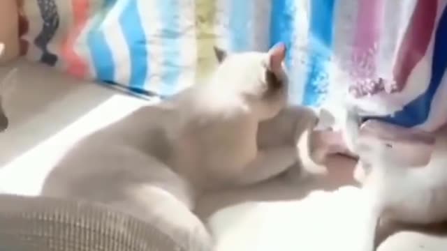 Laugh out loud Funny animal Fails Make You Cant help but laugh Funniest animals ever