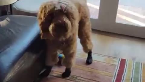 Funny dog video