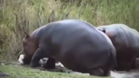 hungry hippopotamuses | wildlife animals