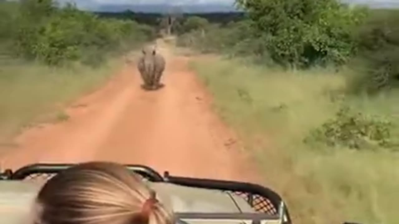 Rhino charging towards a safari car in Jungle