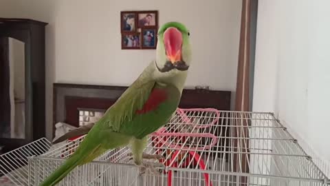 Pablo Parrot jaisi Singing aur Dance Nhi dhekha hoga 😂 Funny Talking