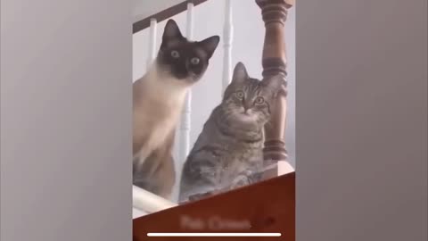 Funny Cat and Dog videos 😂😂😅