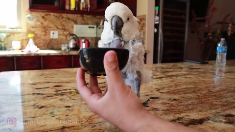 Vinny The Parrot Gets A Girlfriend