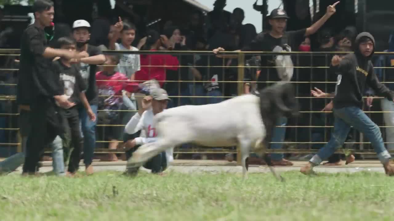 the arts and culture of the community, the art of the agility of the arrowroot sheep