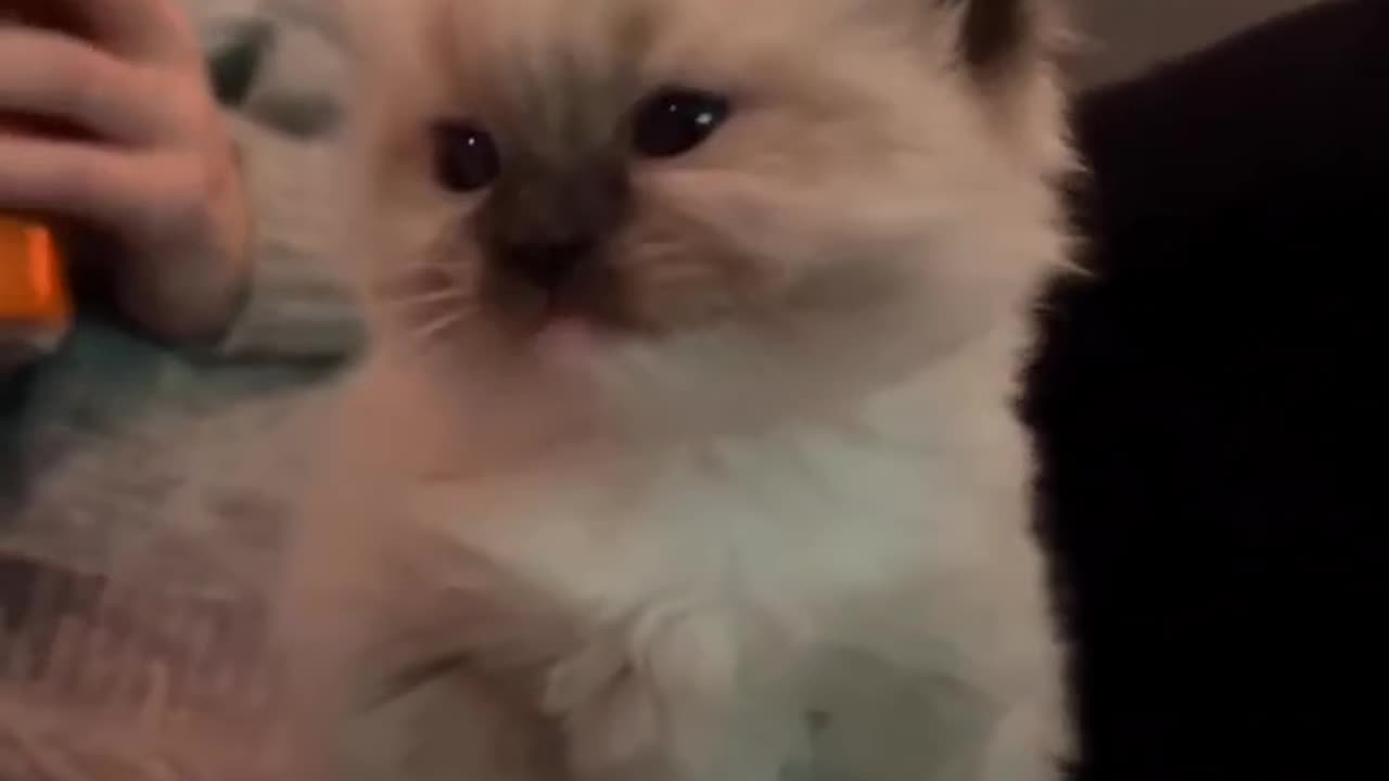 The funny cute meow