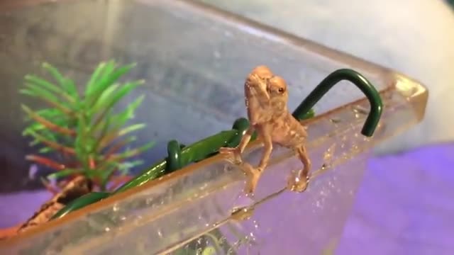 1 Day Old Baby Chameleon SMILES AND BLOWS BUBBLE!!!