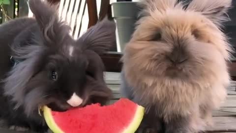 The rabbit that eats watermelon again