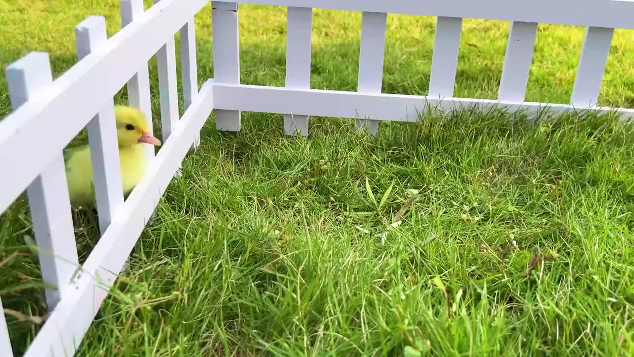 Monkey Baby Bon Bon plays rainbow billiard and runs in the rain with duckling