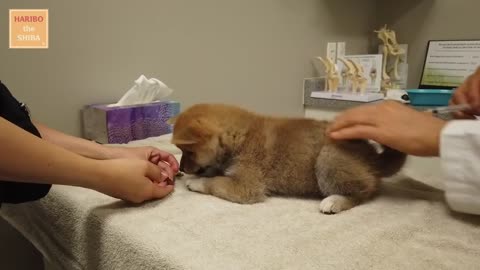 Shiba Inu from Puppy to Adult (8 weeks to 1 year)