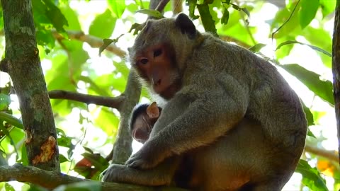 Poor baby monkey is trying to get away from kidnapper.