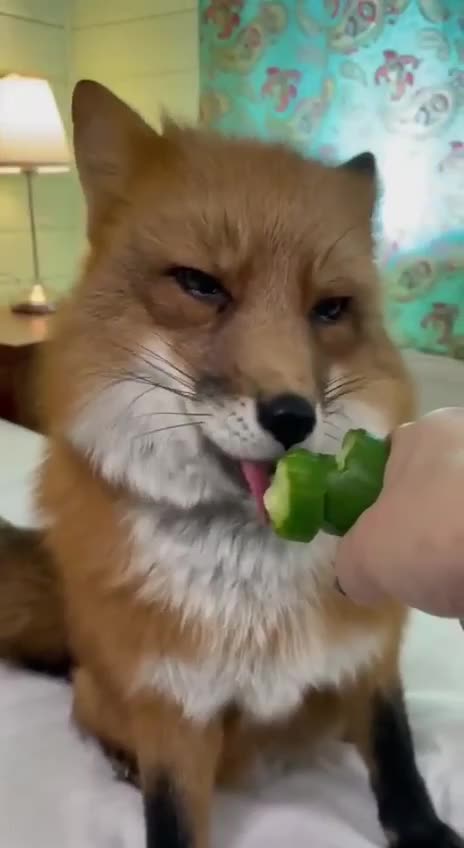 Adorable Fox having some cucumber 😊