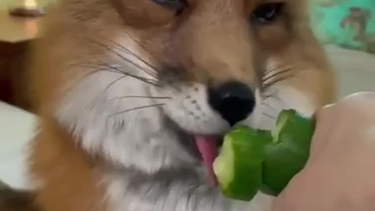 Adorable Fox having some cucumber 😊