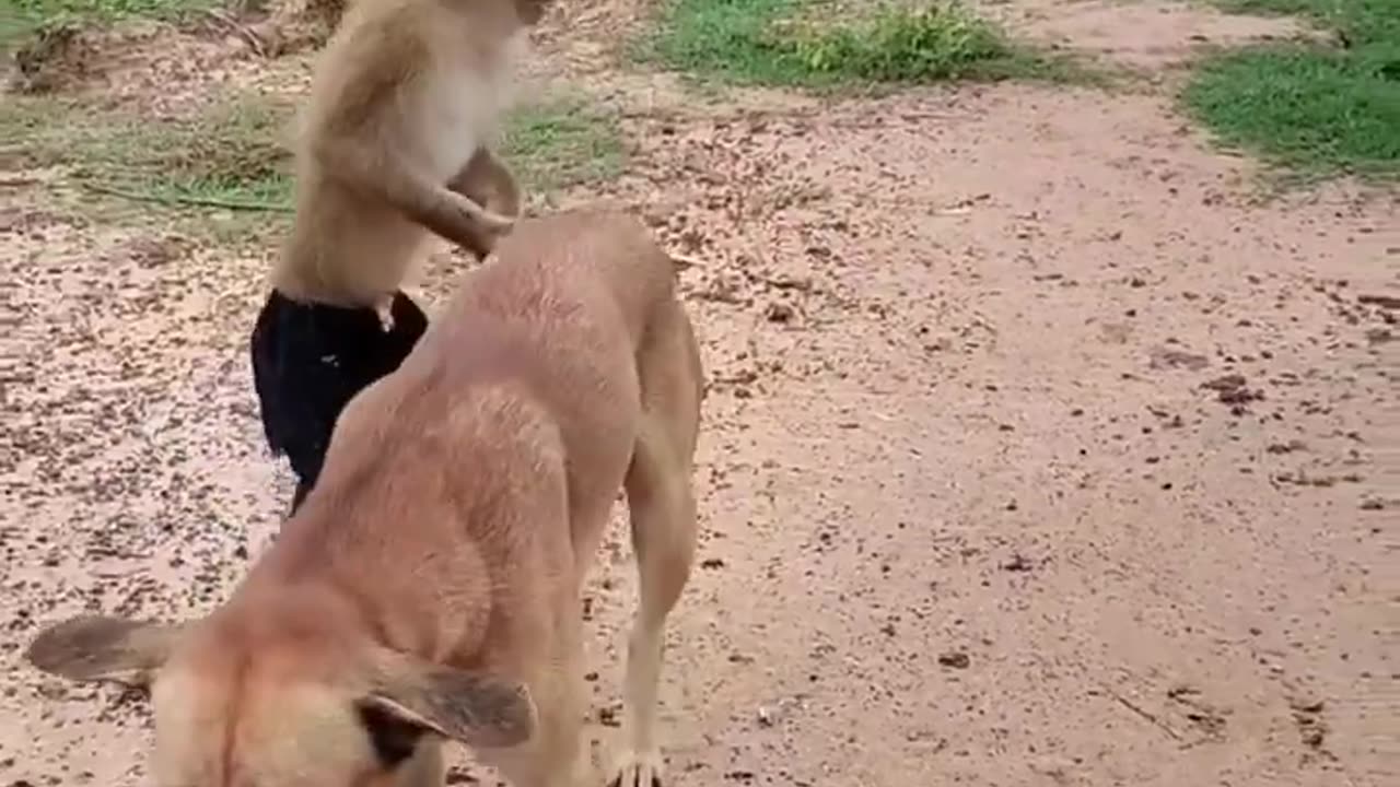 Monkeny 🐵 And Dog 🐕 Funny Fight😂