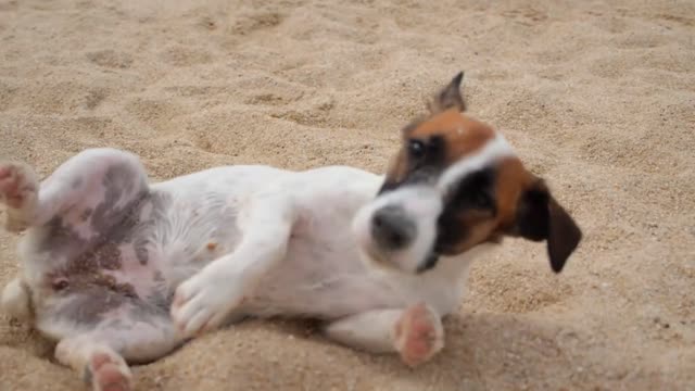 Funny Jack Russell Puppy on Vacation at the Beach