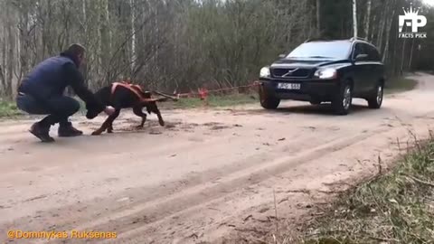 Putbul attacking dog