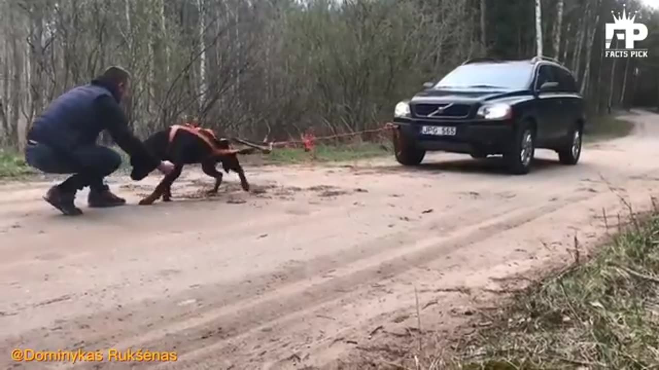 Putbul attacking dog