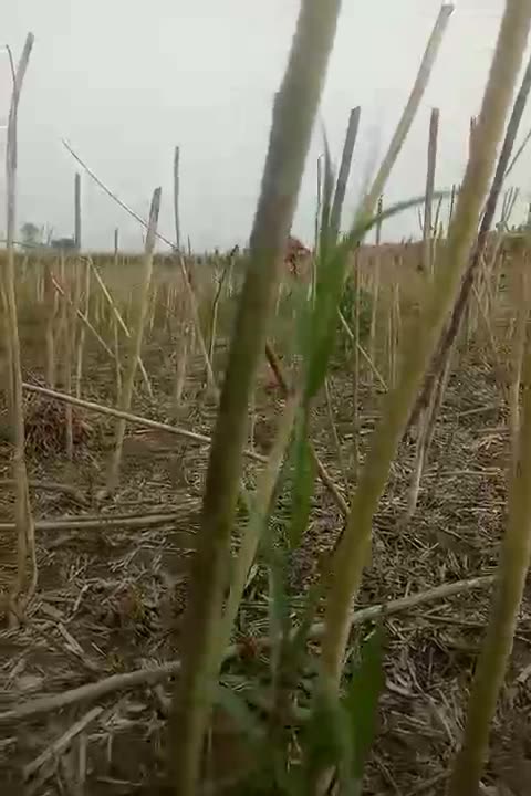 See my Villeg video's and injvay Now free