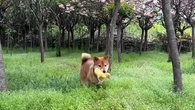 Dogs and ducks