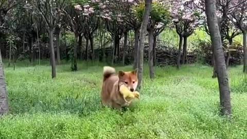 Dogs and ducks