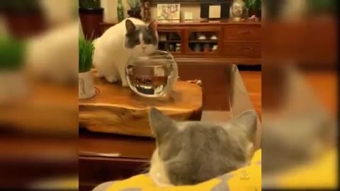 Funny animal cat cute