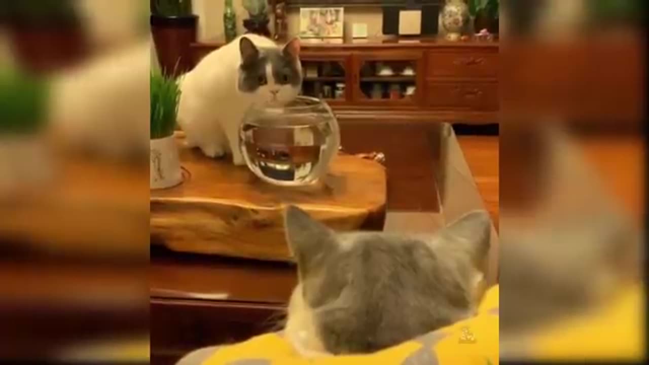 Funny animal cat cute