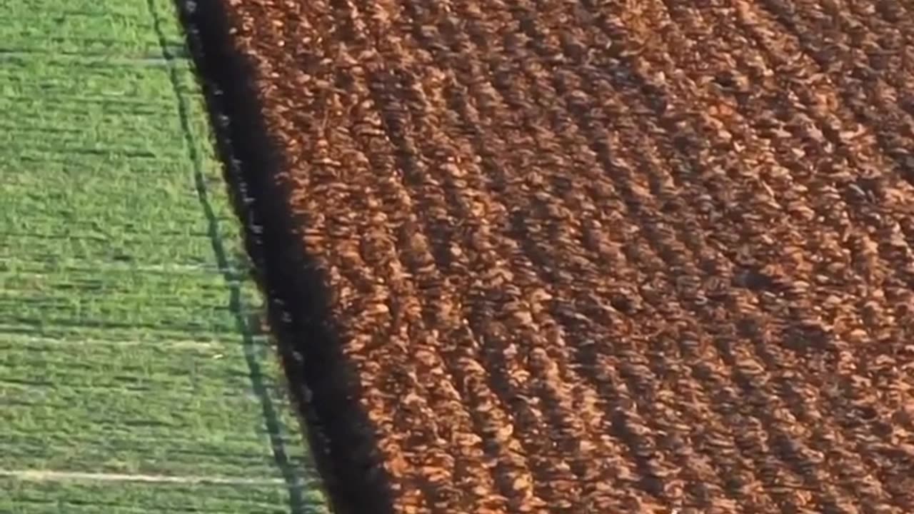 Crc vídeos curiosos