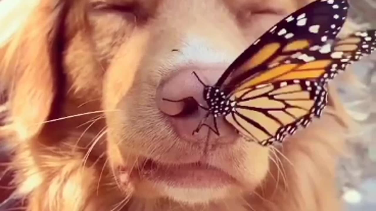 Dog and cute butterfly 🦋