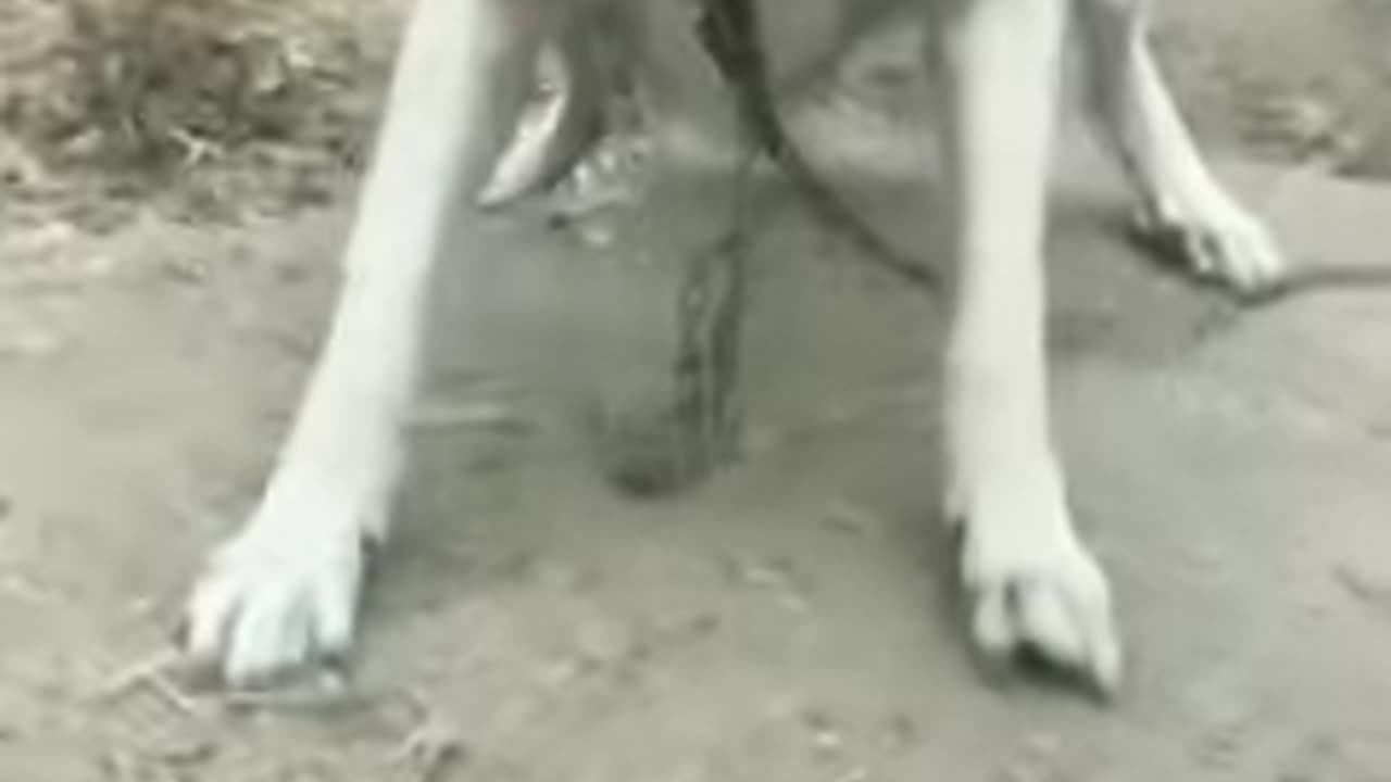 Dog barking videos#4kviral#status#ytshorts