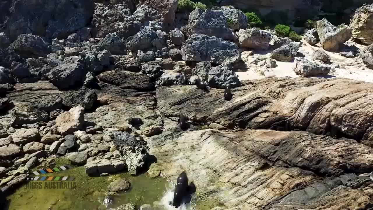 Watch Australian marine life at it best!