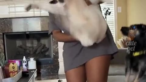 Funny animals