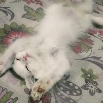 Kitten Sleeping Like A King