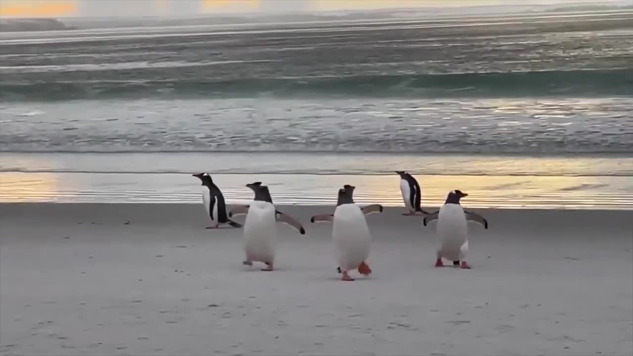 Adorable penguins waddling in Falkland Islands