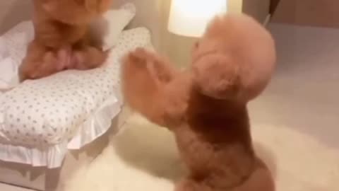 Funny Dogs