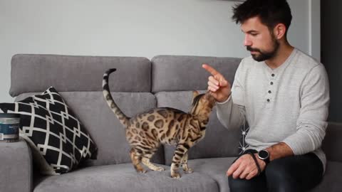 Learn 5 CAT TRICKS IN 10 MINUTES Easy & Cool Clicker Training