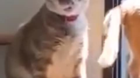 funny cat vedio #shorts #rumble #funny #cat
