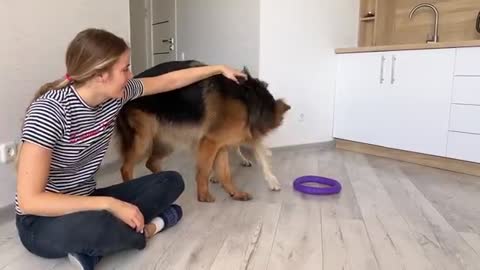 Jealous Dogs Fight for Mom's Attention