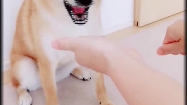 The dog fleas.