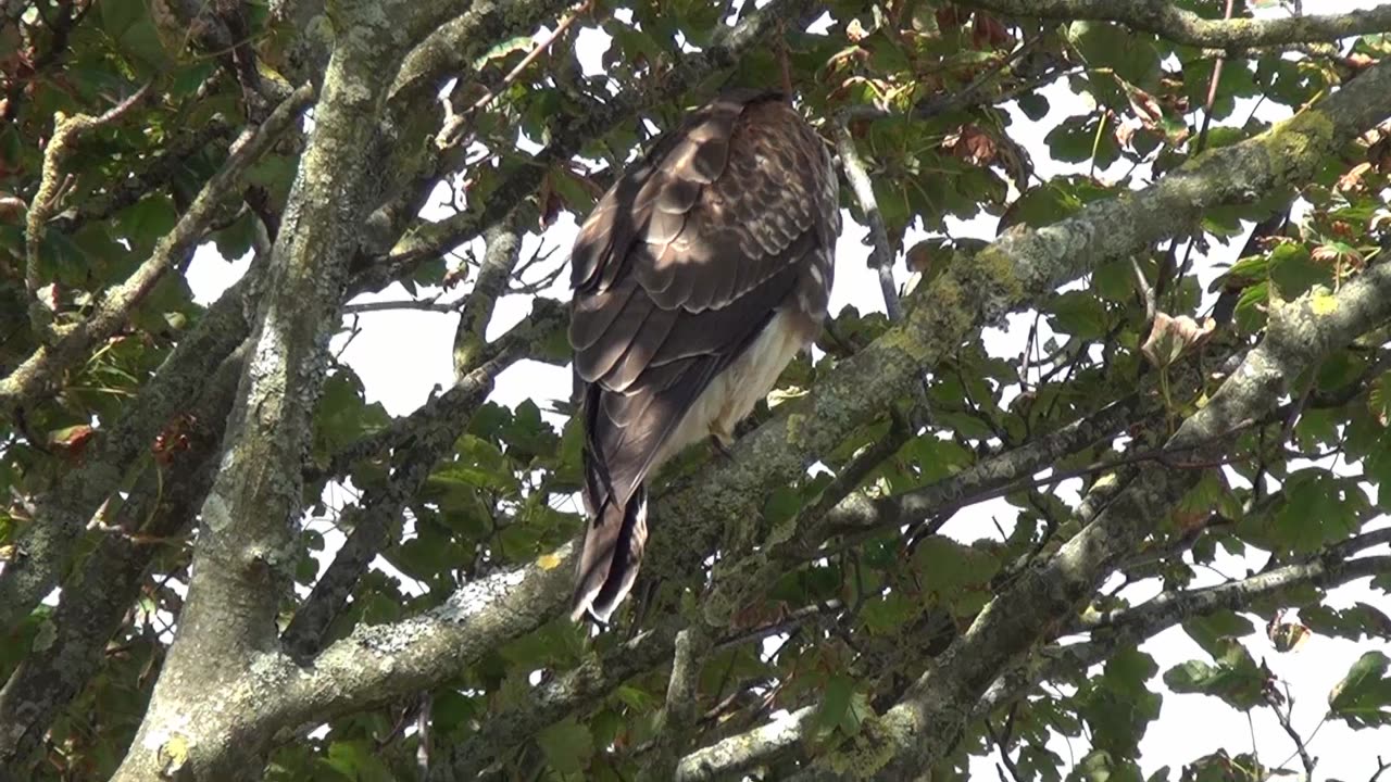 Buzzard Cross Plymouth Hoe 2015