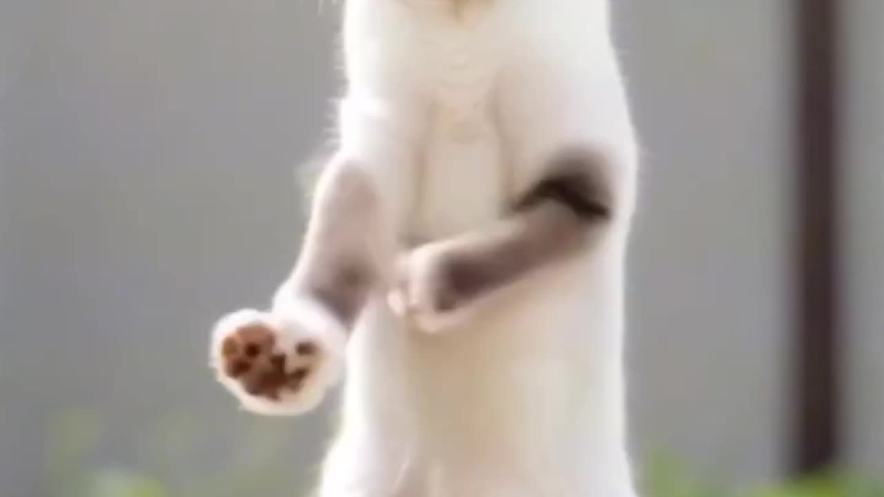 Cat dance funny