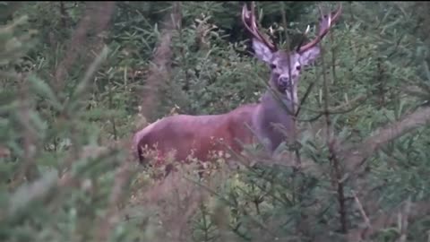 Carpathian deer stag