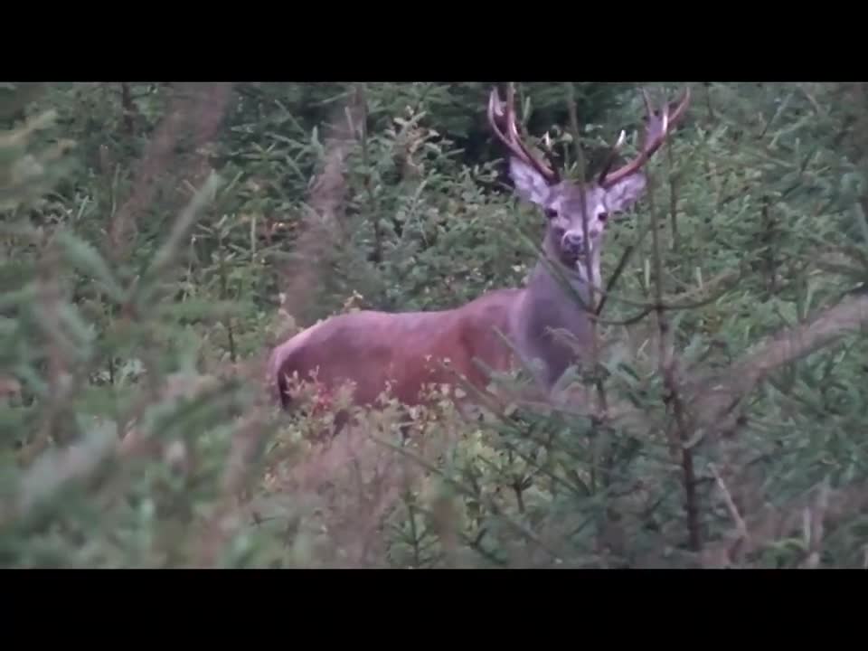 Carpathian deer stag