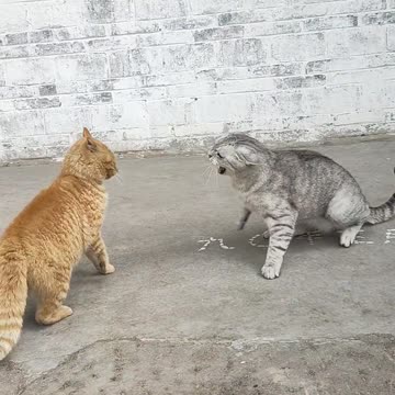 Hilarious Hijinks: Comedy Clips to Make You Chuckle