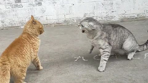 Hilarious Hijinks: Comedy Clips to Make You Chuckle
