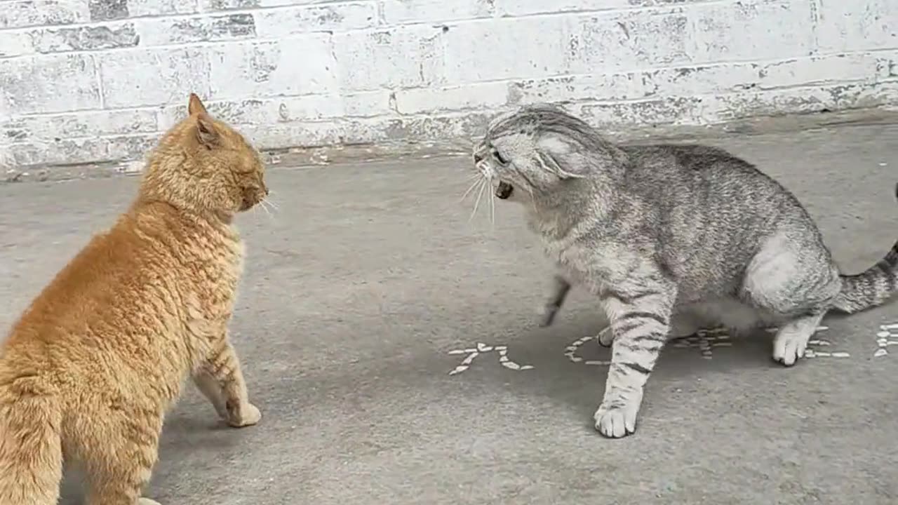 Hilarious Hijinks: Comedy Clips to Make You Chuckle