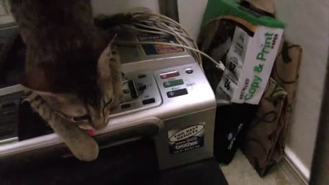 My vicious Savannah cat at 3 1/2 months old.